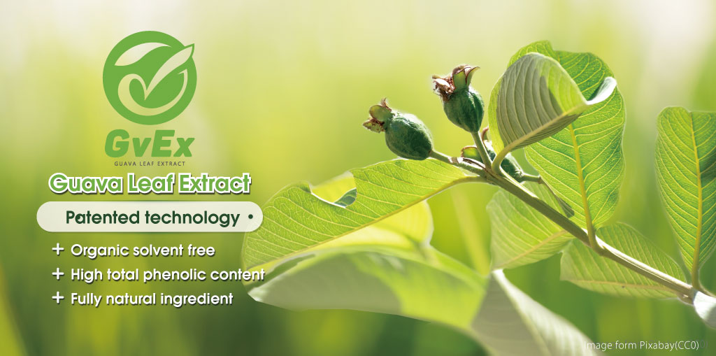 GvEx-guava leaf extract