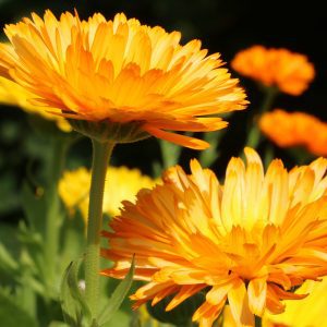 Luteinox® 金盞花萃取物(含葉黃素)