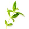 Planox 檸檬馬鞭草萃取物、檸檬馬鞭草膠原蛋白