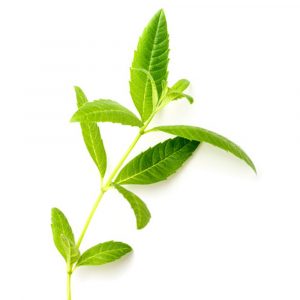 Planox 檸檬馬鞭草萃取物、檸檬馬鞭草膠原蛋白