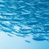 Polaris OmegaVie® 海洋菁華-高品質魚油