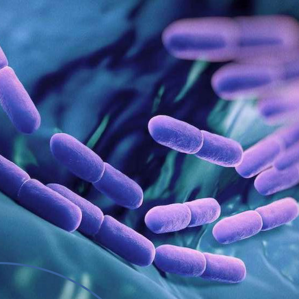 UBBC-07-克勞氏芽孢桿菌