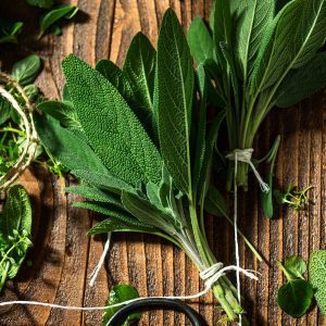 Ursolia 鼠尾草萃取物