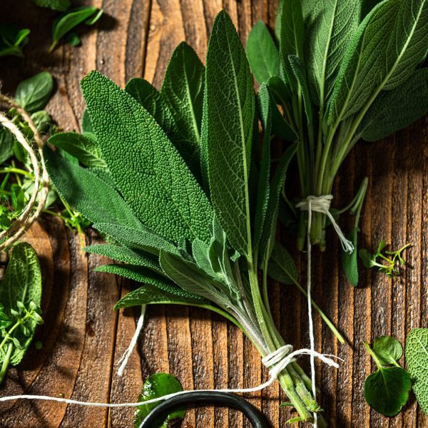 Ursolia 鼠尾草萃取物