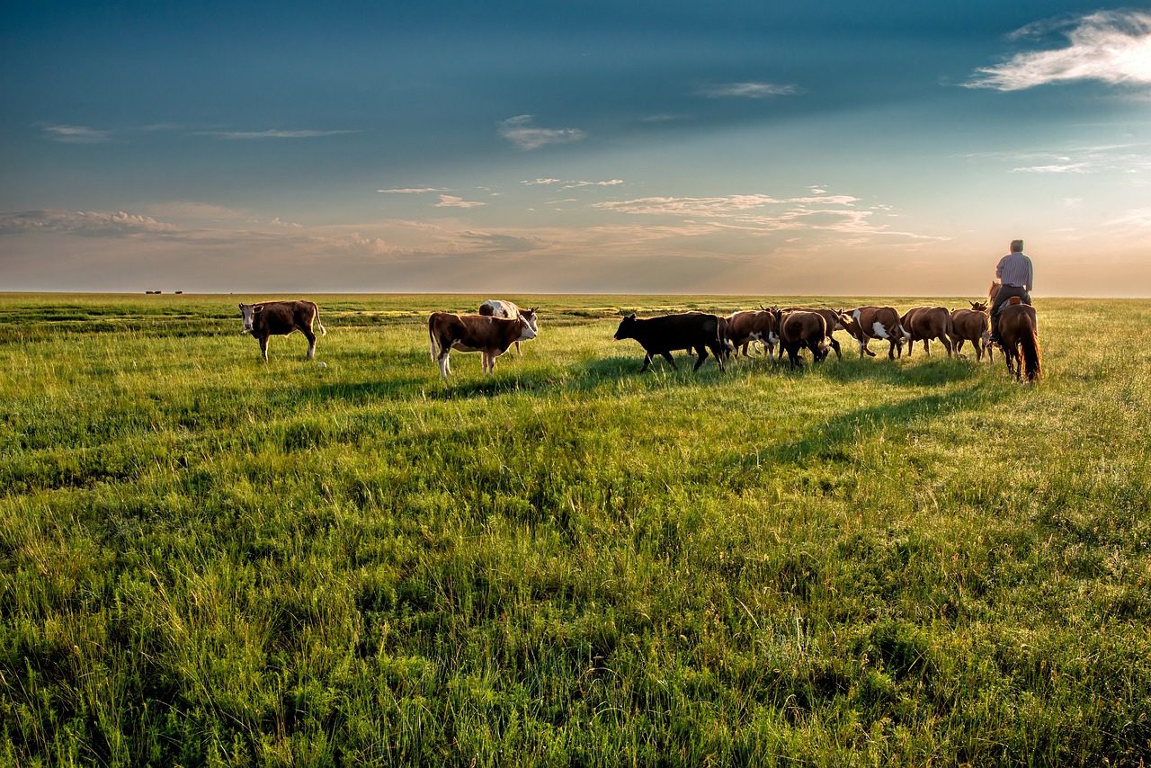 cow, grassland, grazing-7200409.jpg