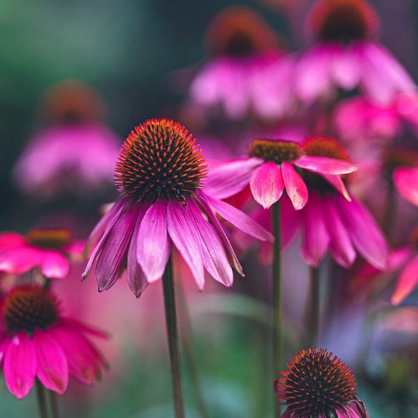 紫錐菊